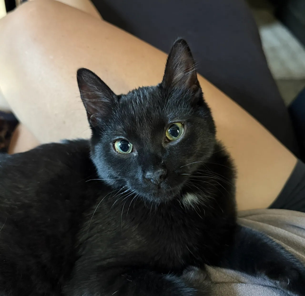 Reference photo of Black Cat