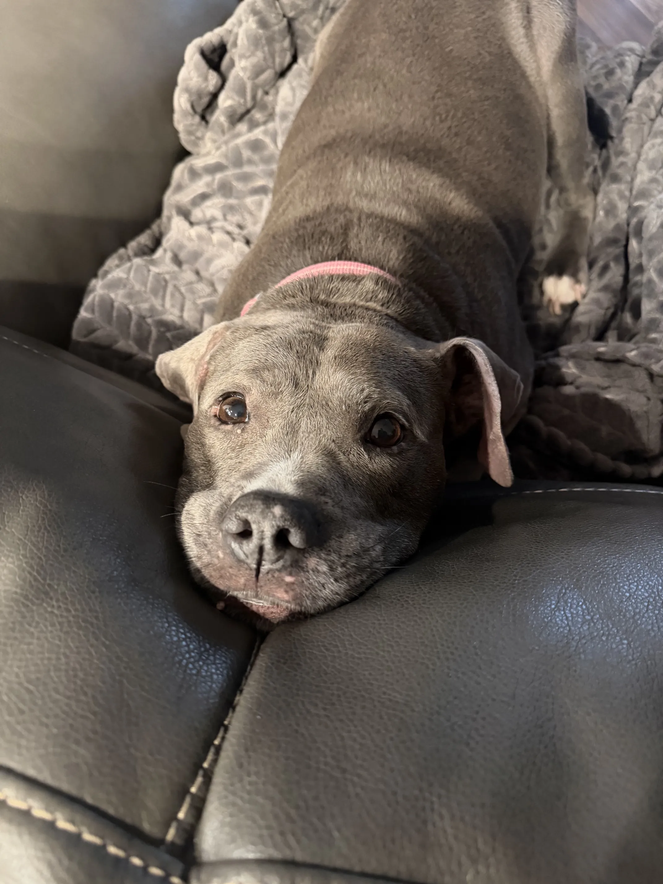 Reference photo of Daisy