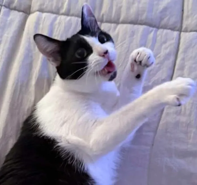 Reference photo of Karate Cat