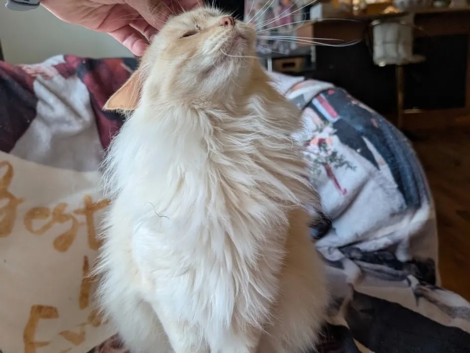Reference photo of Tall Cat & Squish Cat