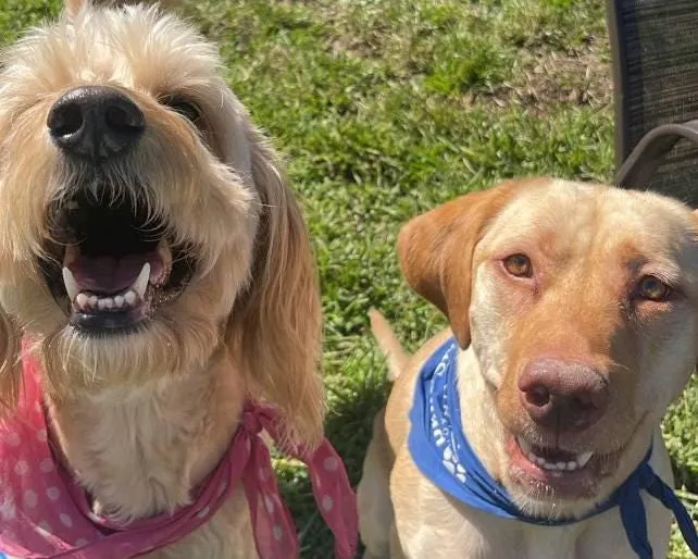 Reference photo of Two Dogs